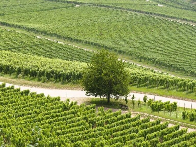 The Question Everyone Asks, Just Not Out Loud